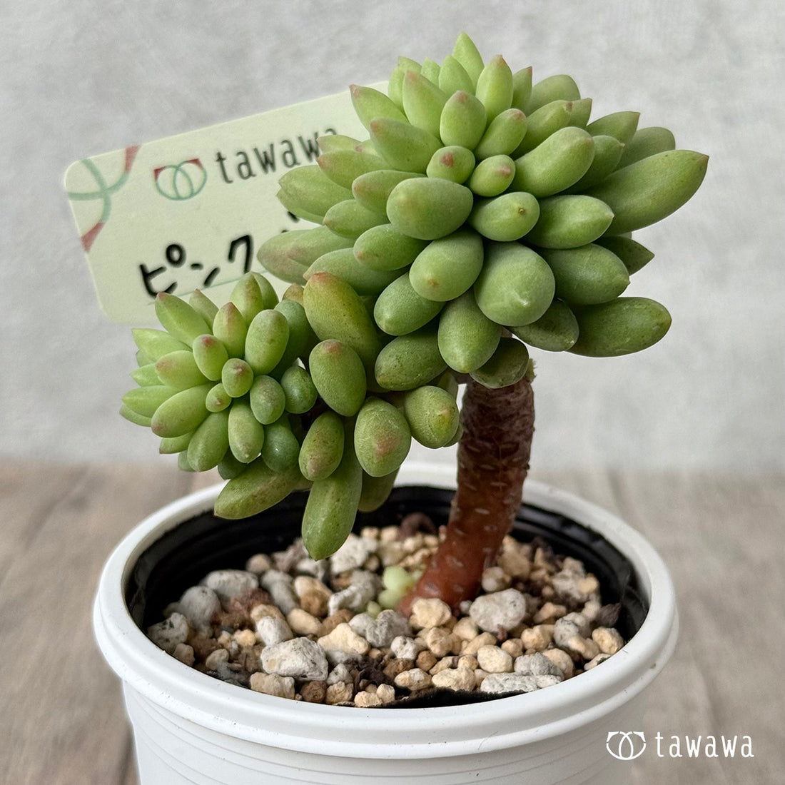 *新発売* ピンクベリー【tawawaハウス苗】