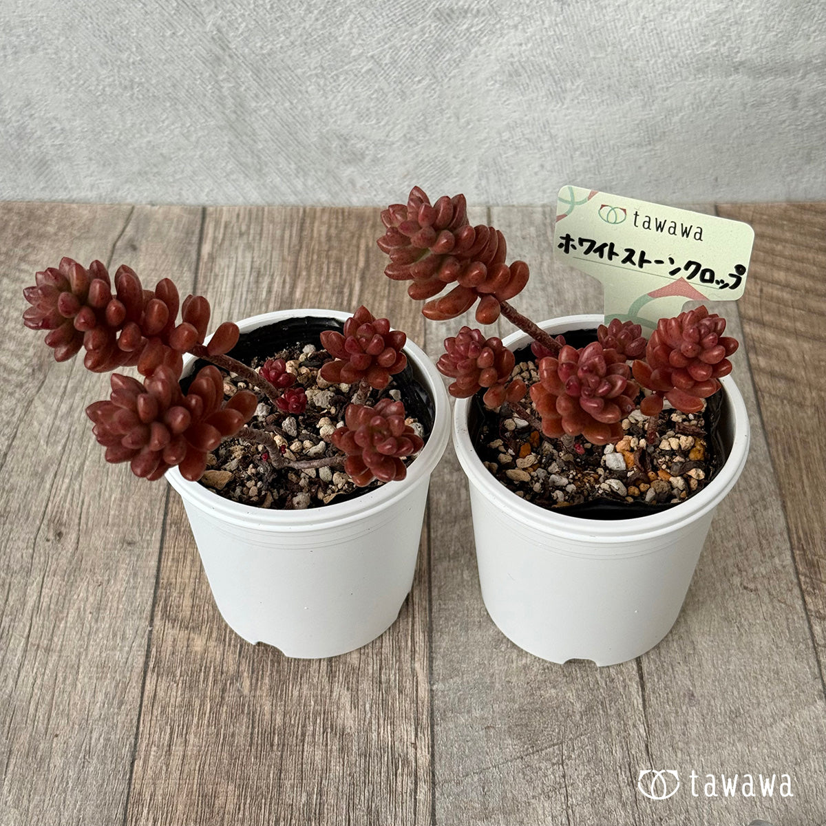 *新発売* ホワイトストーンクロップ【tawawaハウス苗】