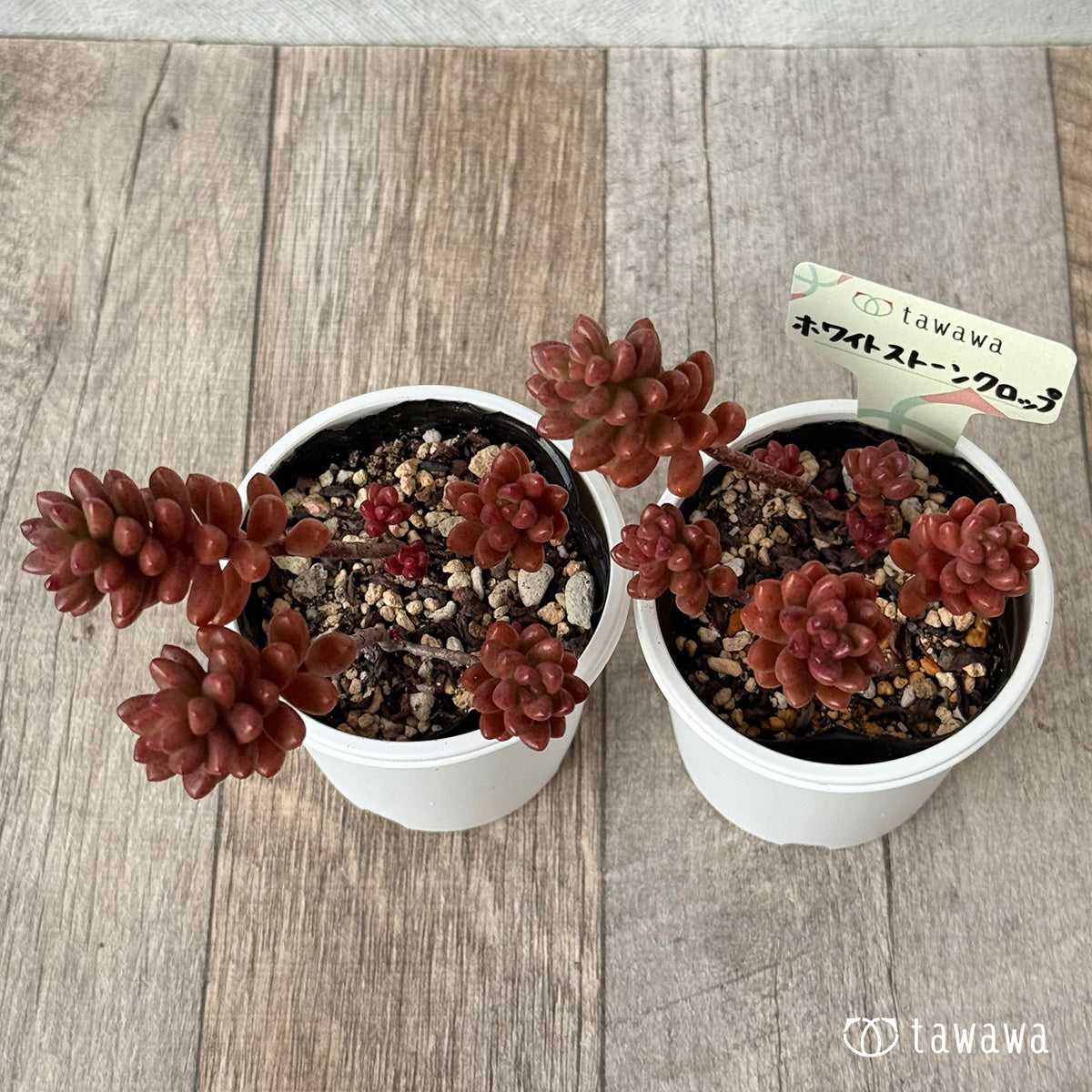 *新発売* ホワイトストーンクロップ【tawawaハウス苗】