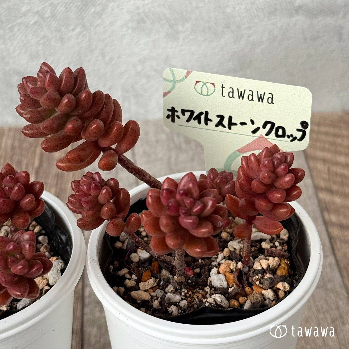 ホワイトストーンクロップ【tawawaハウス苗】 – 多肉植物の通販・販売