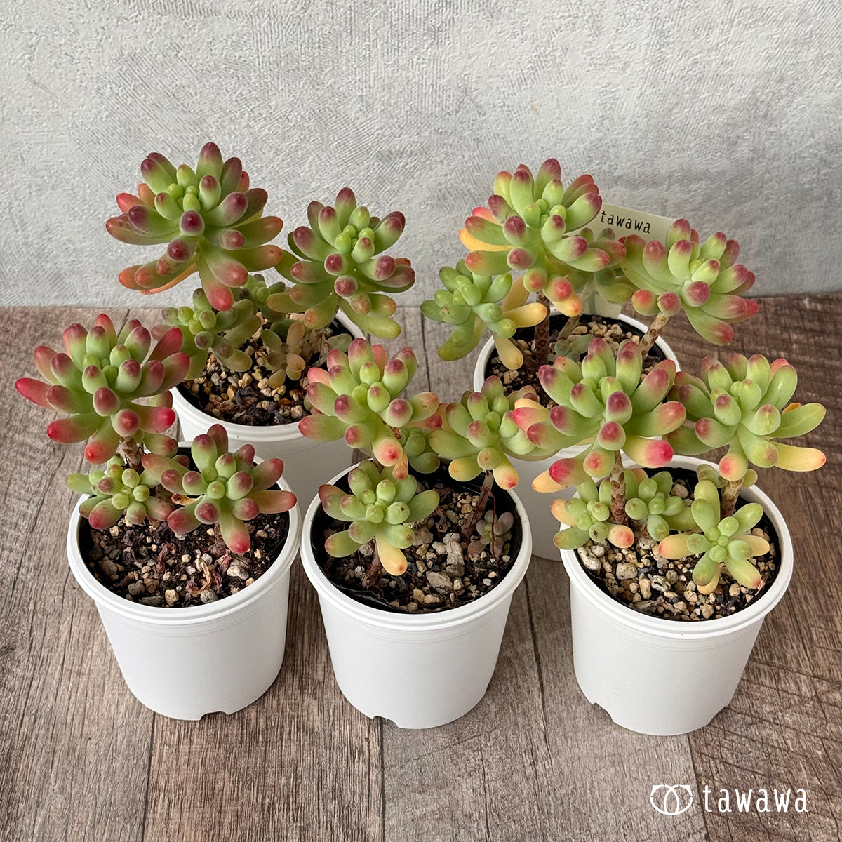 *新発売* 乙女心【tawawaハウス苗】