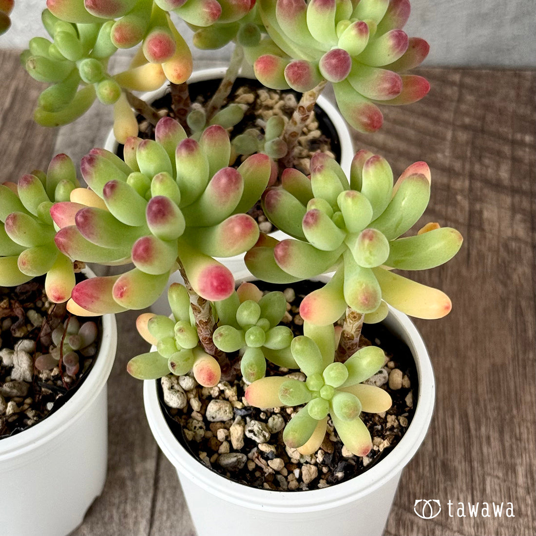 *新発売* 乙女心【tawawaハウス苗】