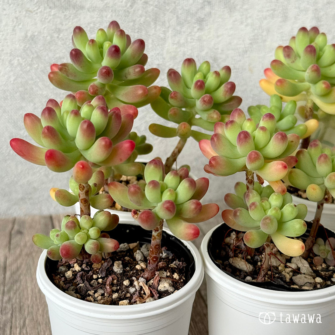 *新発売* 乙女心【tawawaハウス苗】