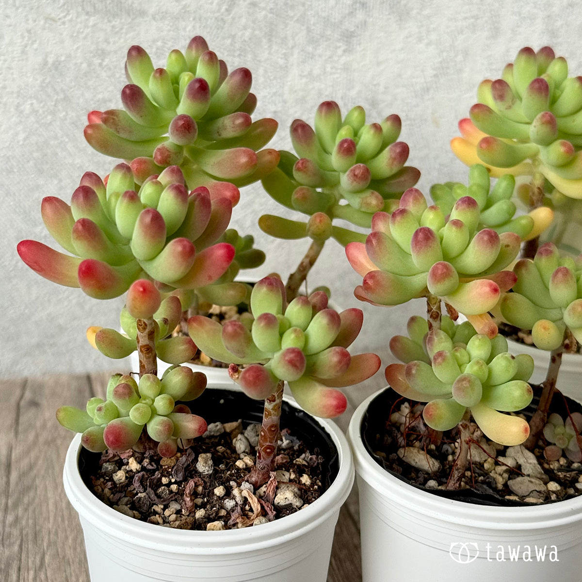 *新発売* 乙女心【tawawaハウス苗】