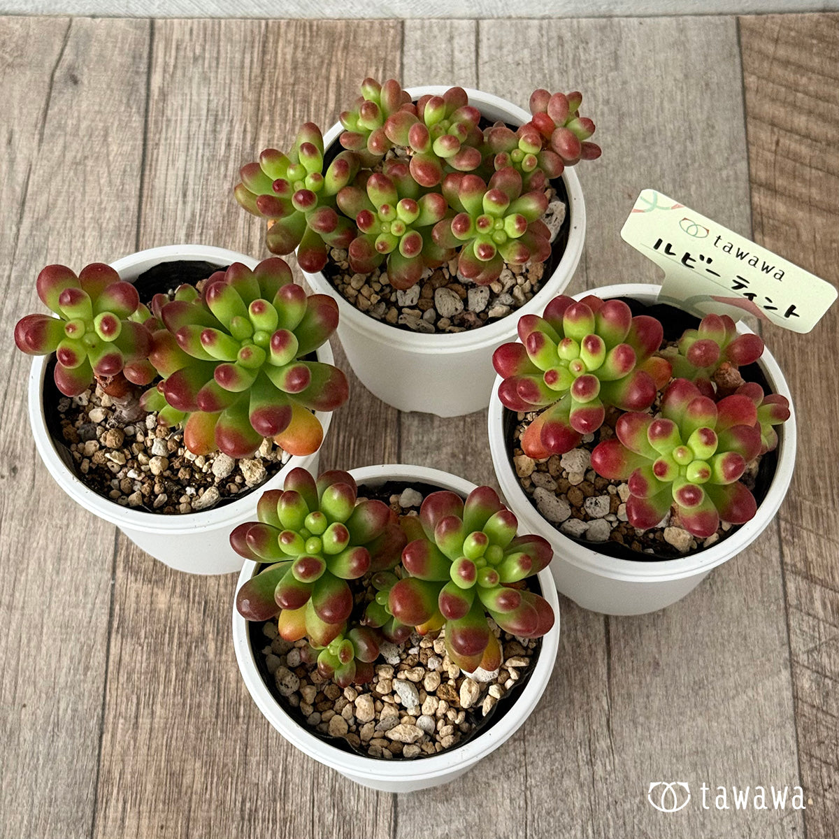 ルビーティント《小》【tawawaハウス苗】