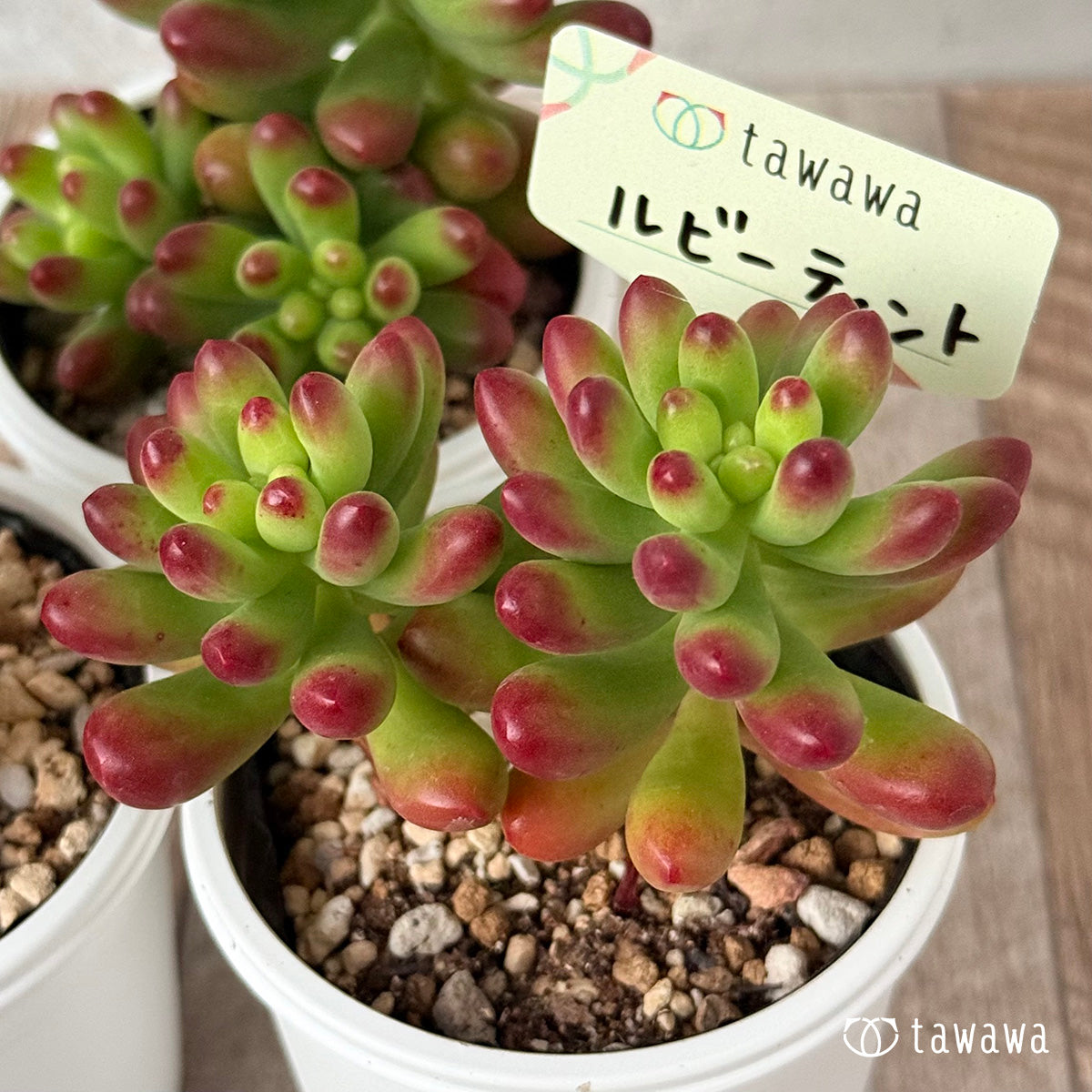 *新発売* ルビーティント《大》【tawawaハウス苗】