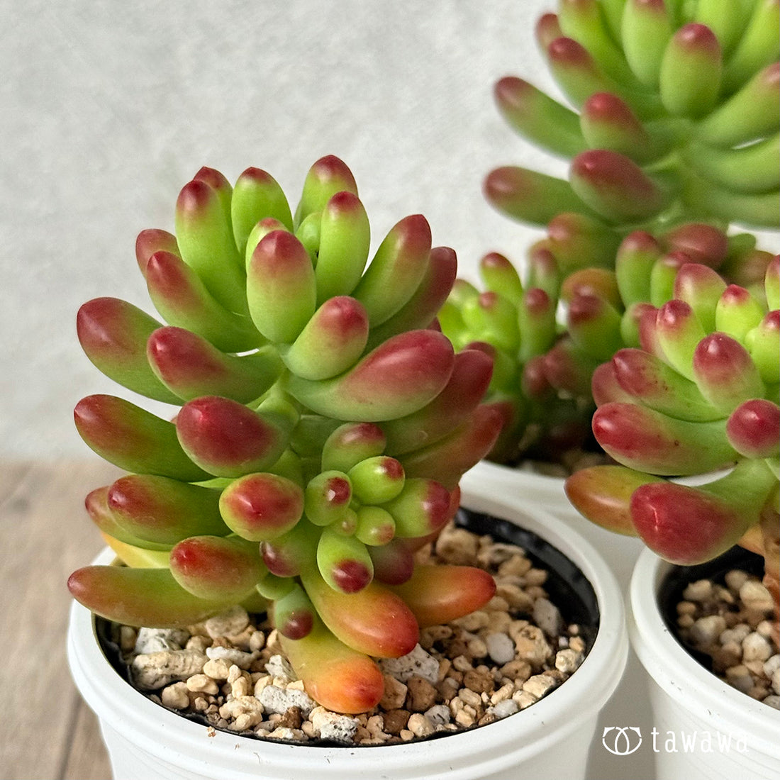 *新発売* ルビーティント《大》【tawawaハウス苗】