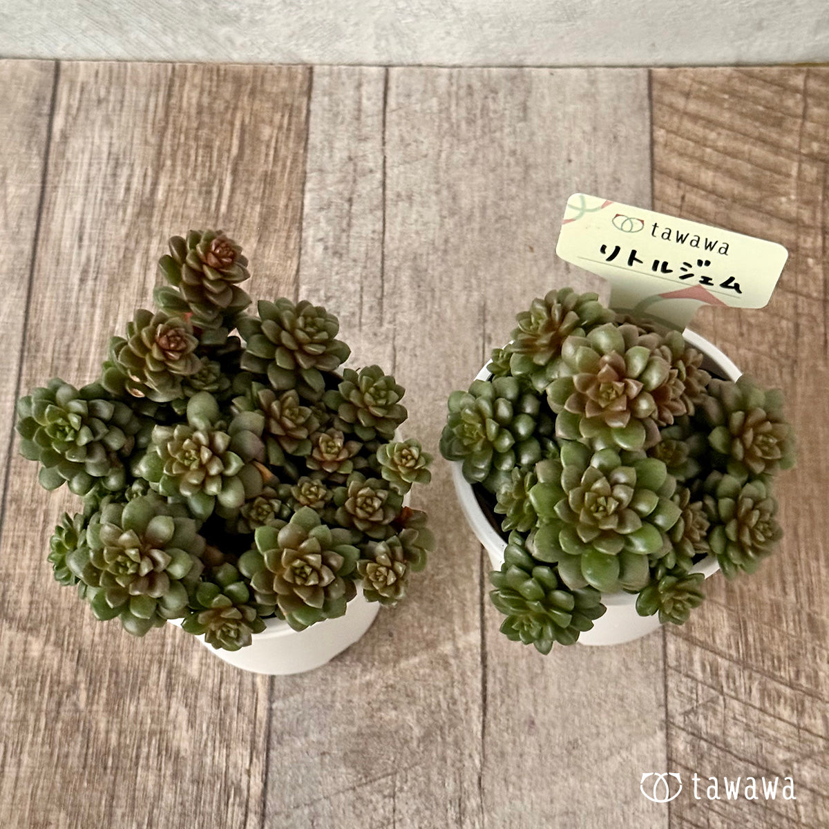 *新発売* リトルジェム【tawawaハウス苗】