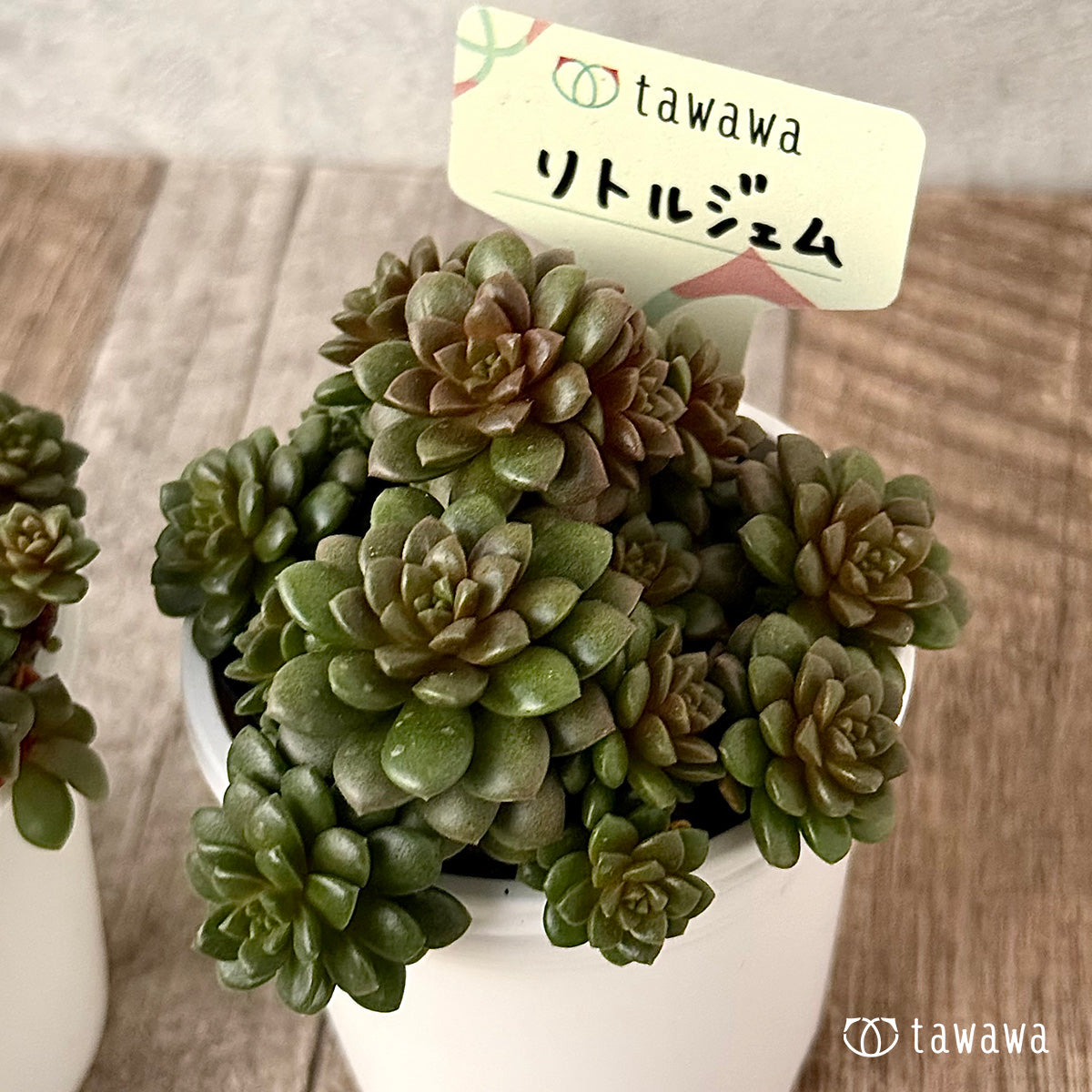 *新発売* リトルジェム【tawawaハウス苗】