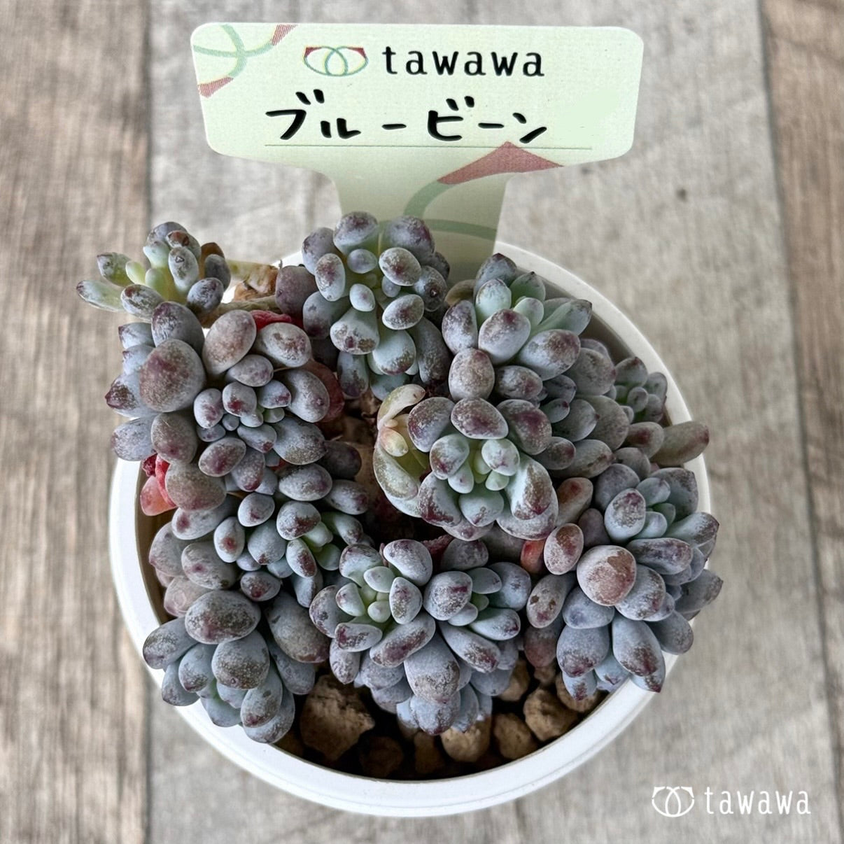 *新入荷①* ブルービーン