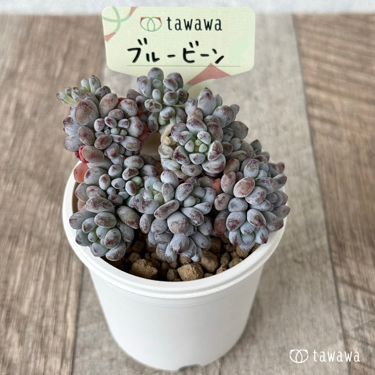 *新入荷①* ブルービーン