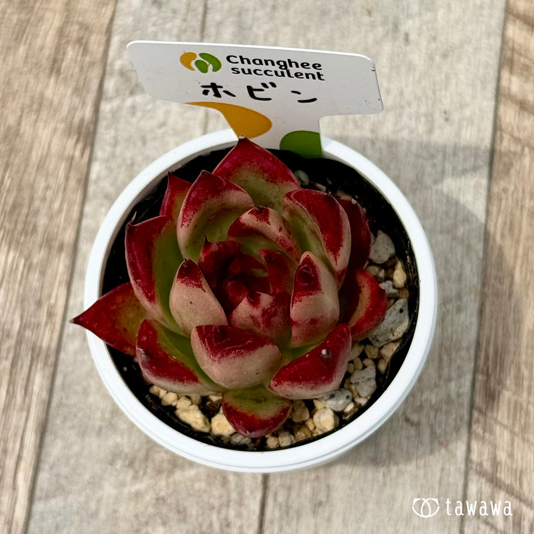 ホビン 【tawawaハウス苗】