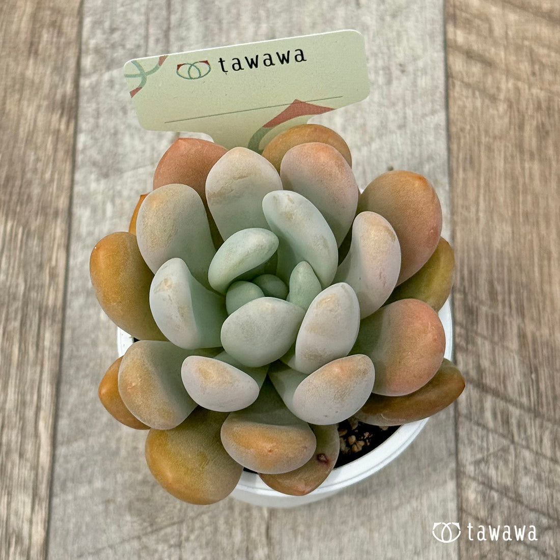 名前のない苗 15 【tawawaハウス苗】