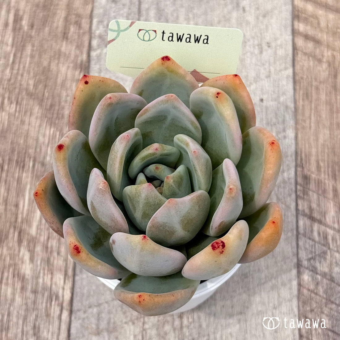 名前のない苗 16 【tawawaハウス苗】