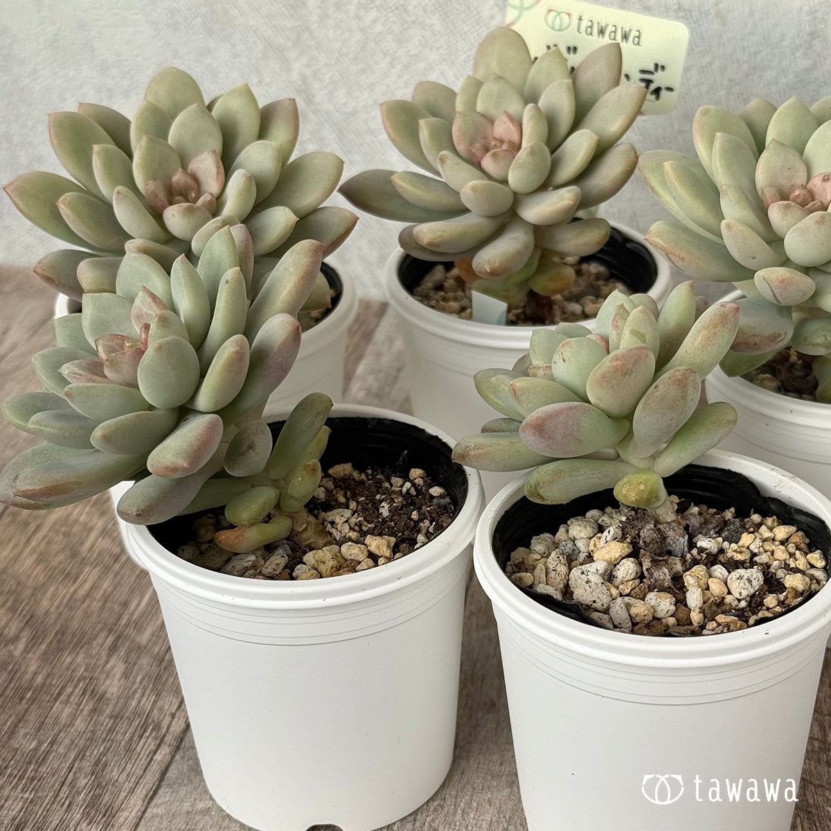 *新発売* バブルキャンディー【tawawaハウス苗】