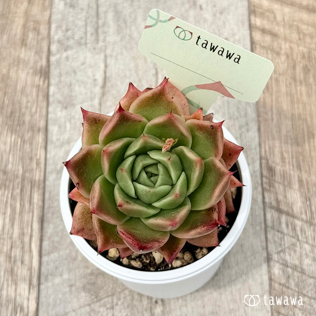 名前のない苗 17 【tawawaハウス苗】