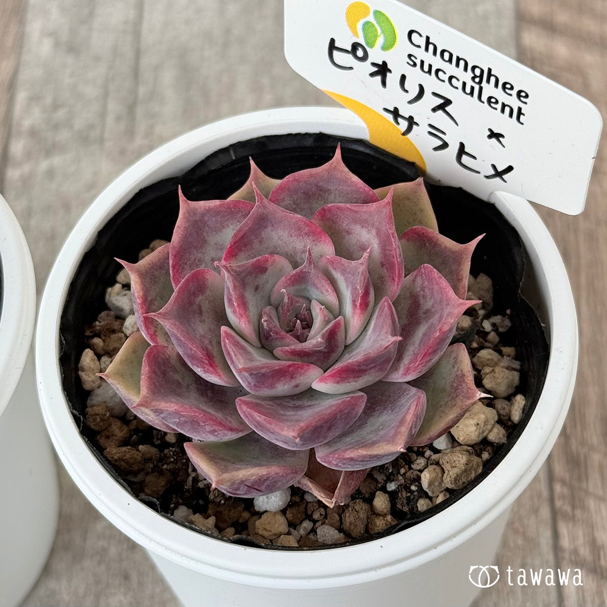 New Arrivals: Ice Green