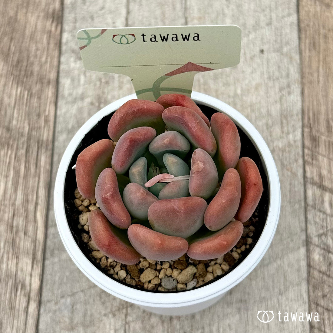 名前のない苗 19 【tawawaハウス苗】