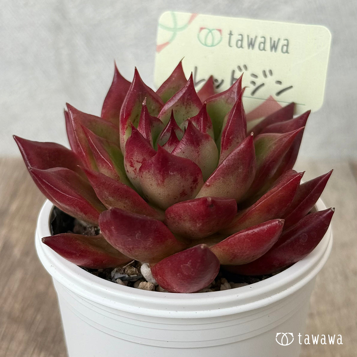 *新発売* レッドジン(エアーマジック農園)【tawawaハウス苗】