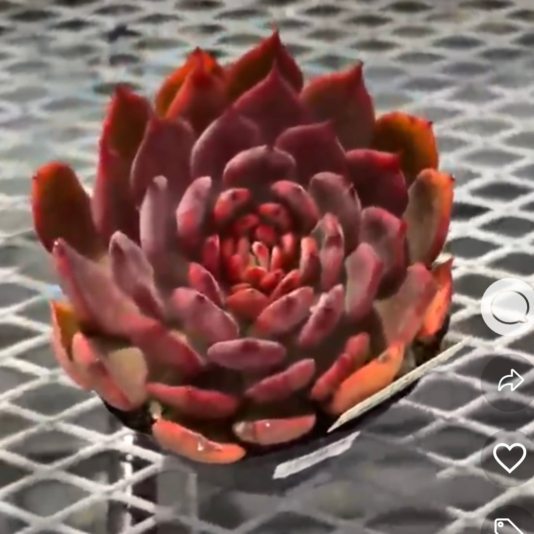 New Arrivals: Ice Green