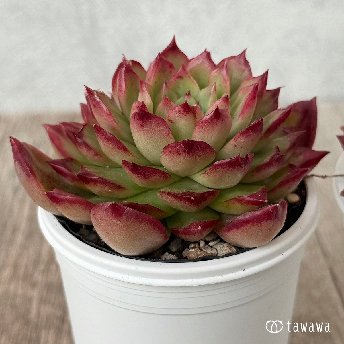 New Arrivals: Ice Green