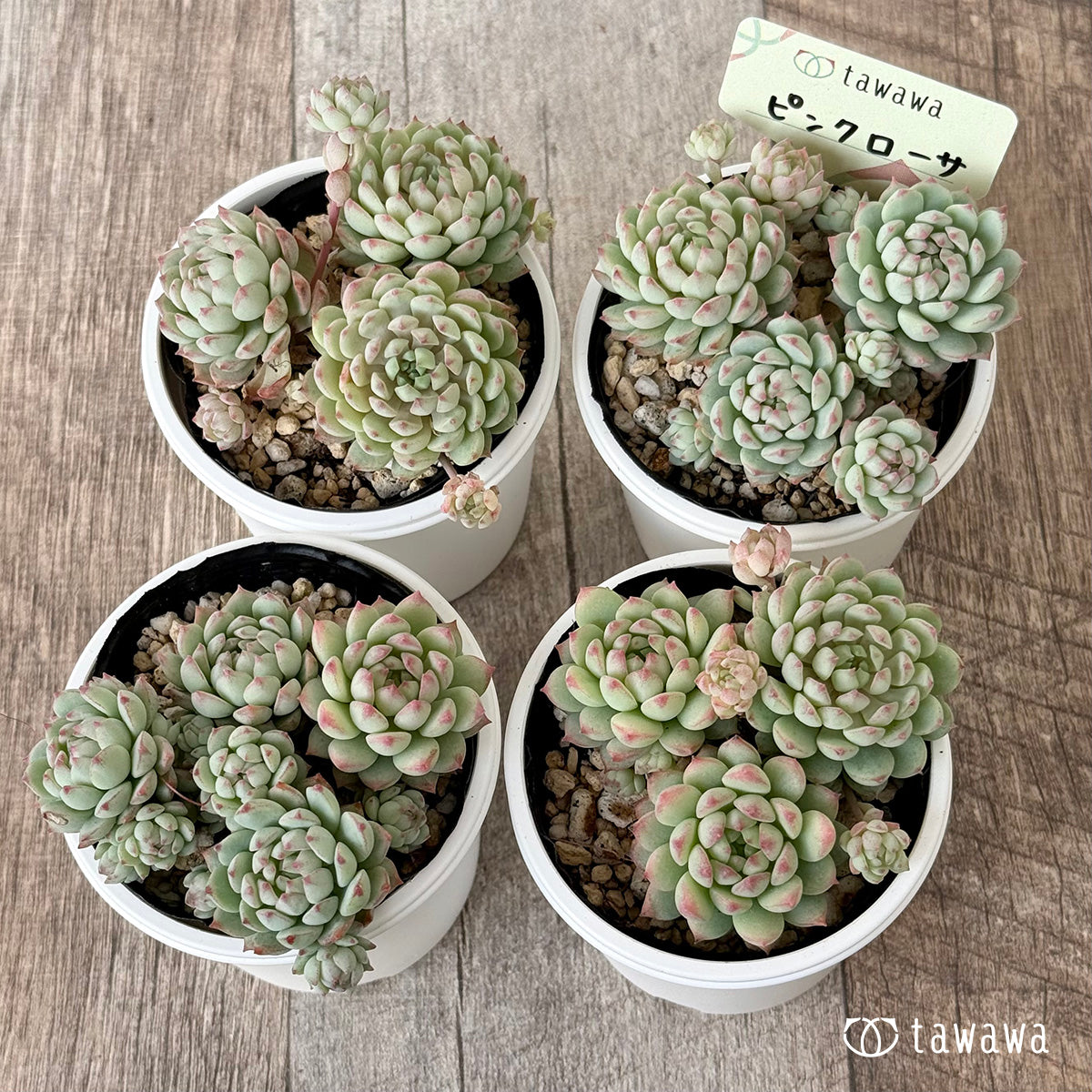 ピンクローサ(エアーマジック農園)【tawawaハウス苗】