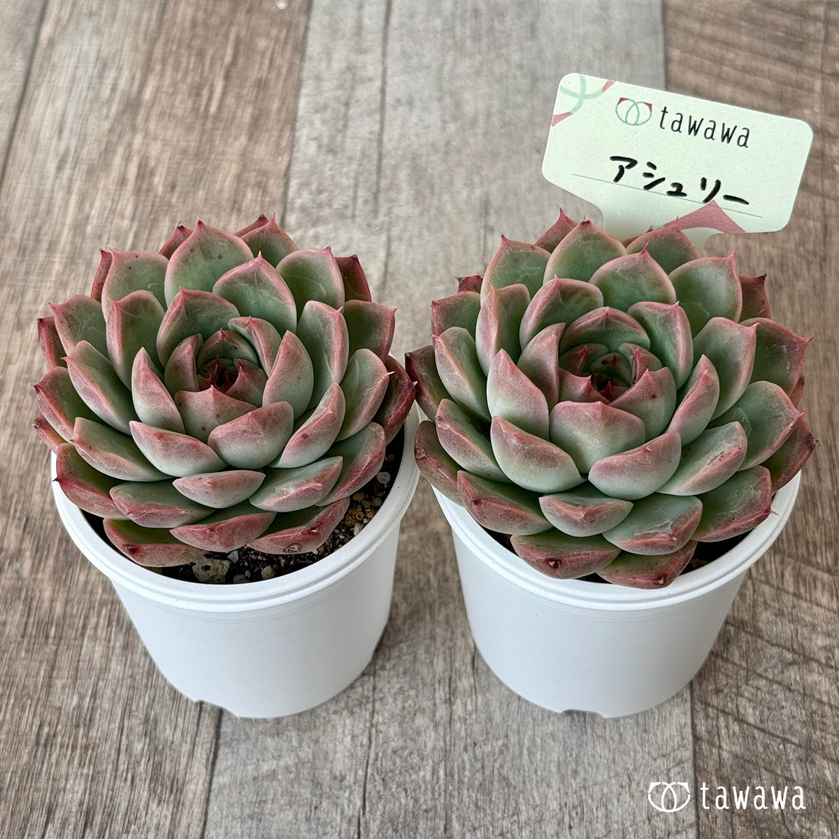 *新発売* アシュリー【tawawaハウス苗】