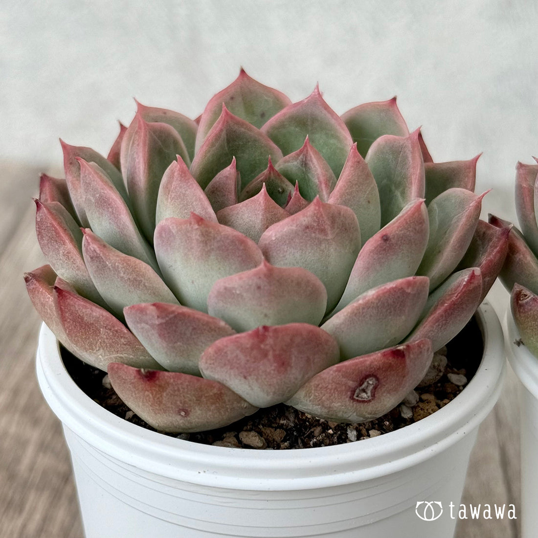 *新発売* アシュリー【tawawaハウス苗】