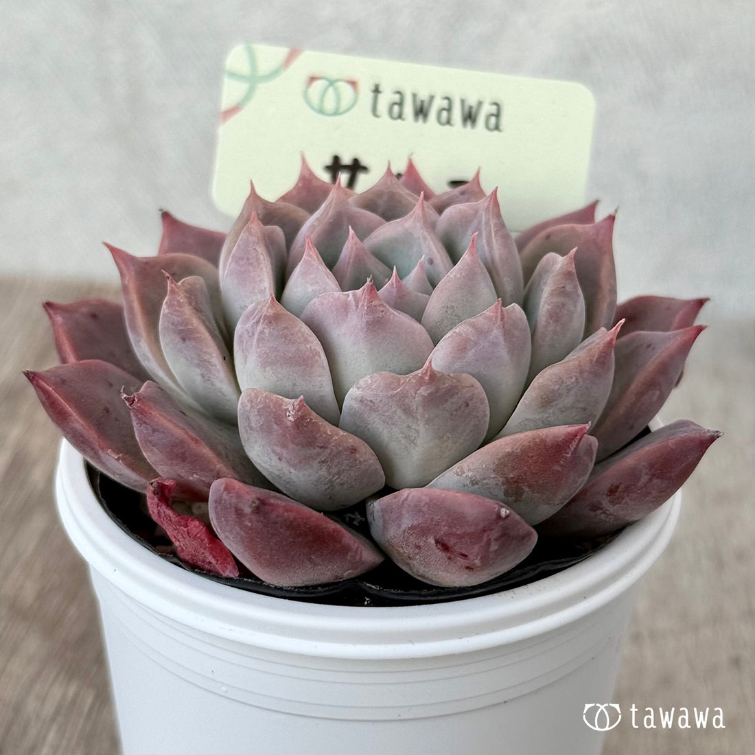 *新発売* サンコ①(エアーマジック農園)【tawawaハウス苗】