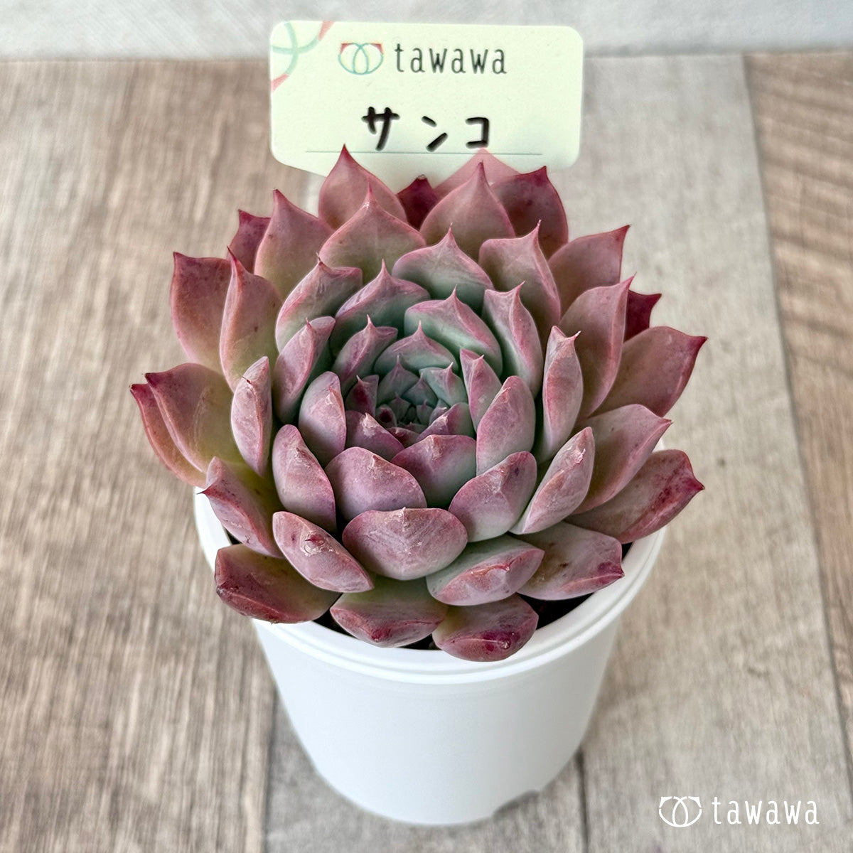 *新発売* サンコ②(エアーマジック農園)【tawawaハウス苗】