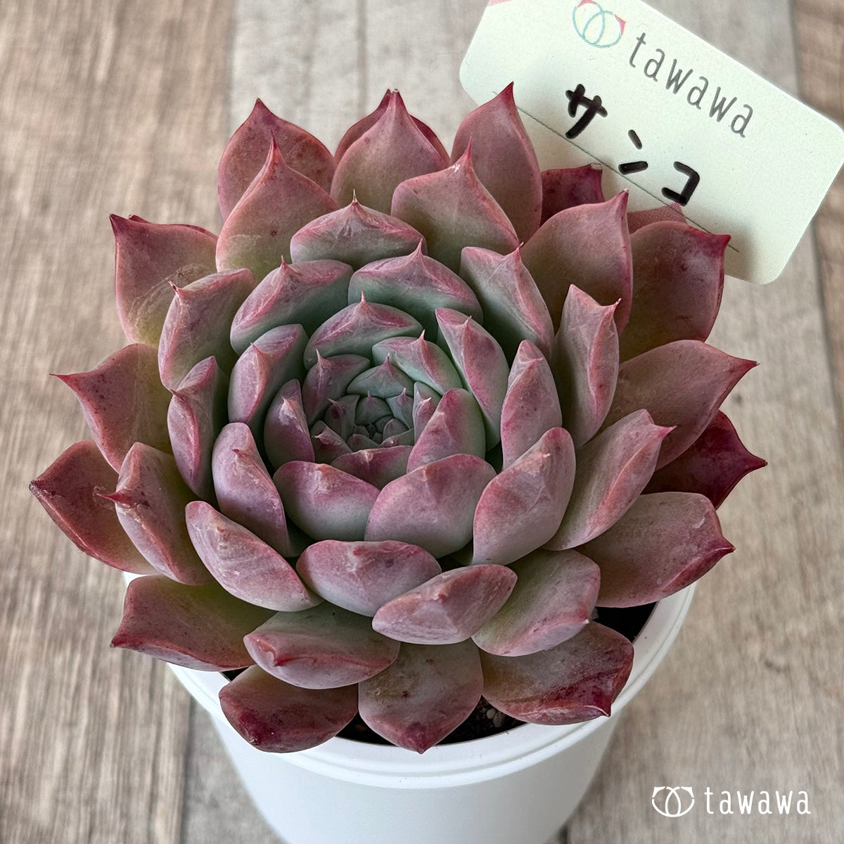 *新発売* サンコ②(エアーマジック農園)【tawawaハウス苗】