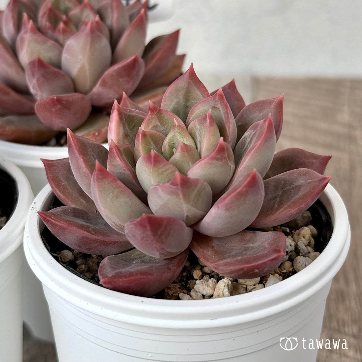 New Arrivals: Ice Green