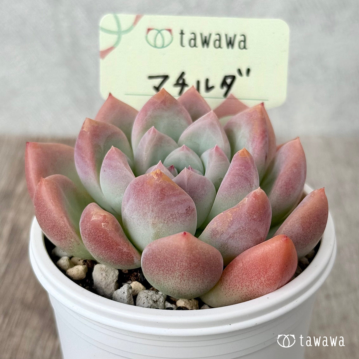 マチルダ(エアーマジック農園)【tawawaハウス苗】