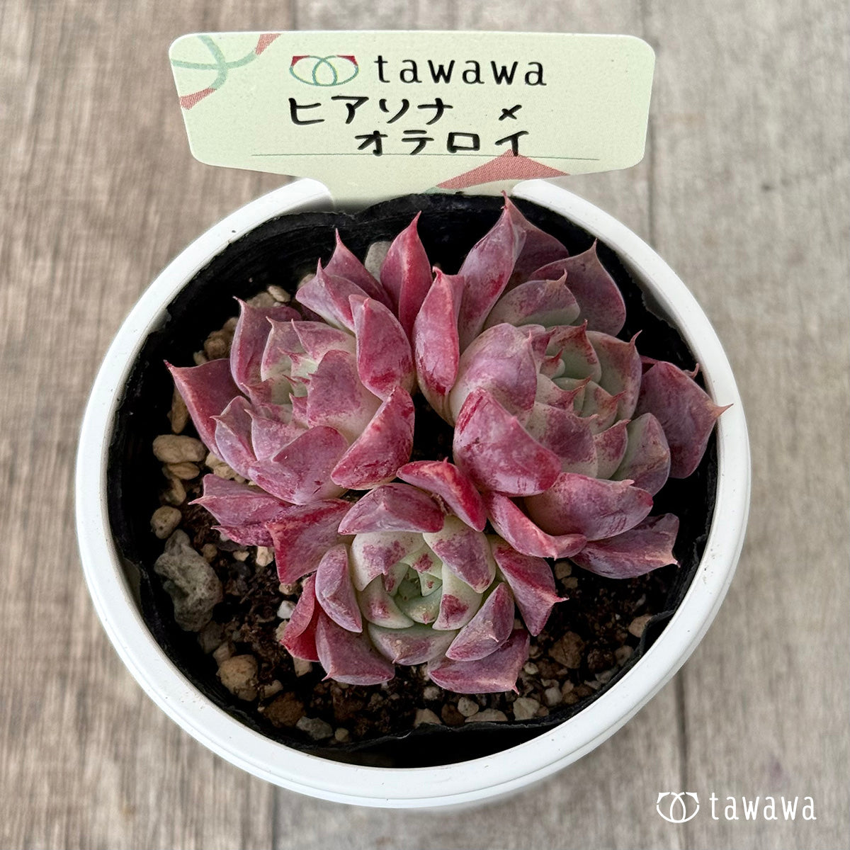 ヒアリナ×オテロイ(花村農園)【tawawaハウス苗】