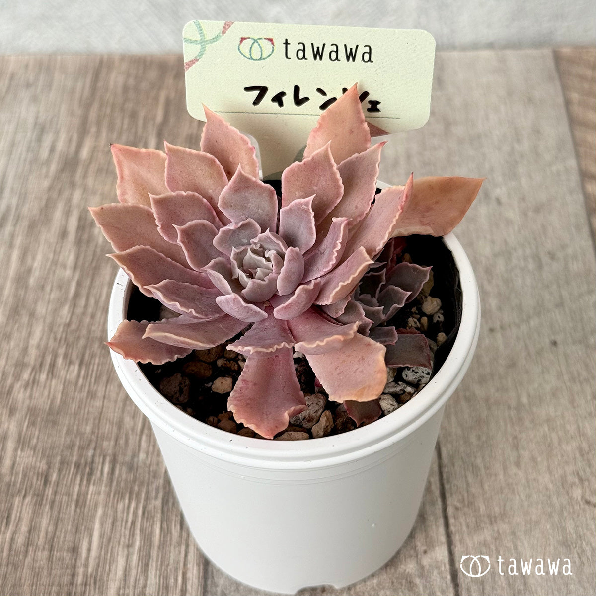 フィレンツェ【tawawaハウス苗】