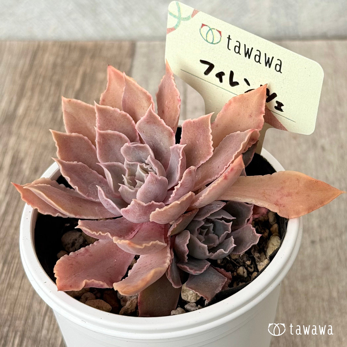 新発売＊ フィレンツェ【tawawaハウス苗】 – 多肉植物の通販・販売