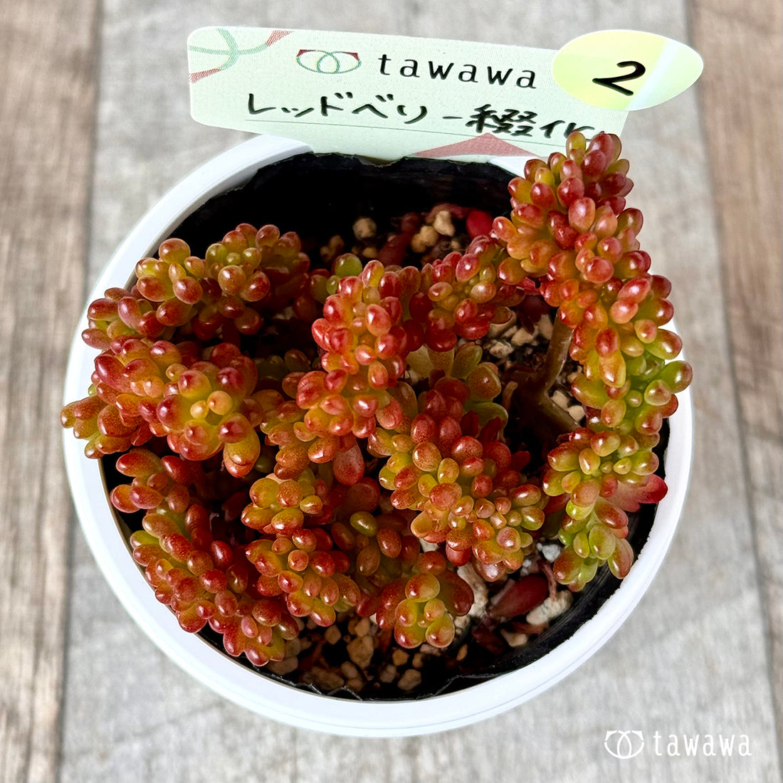 レッドベリー綴化 【tawawaハウス苗】②