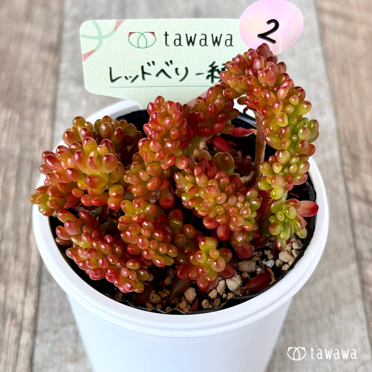 レッドベリー綴化 【tawawaハウス苗】②