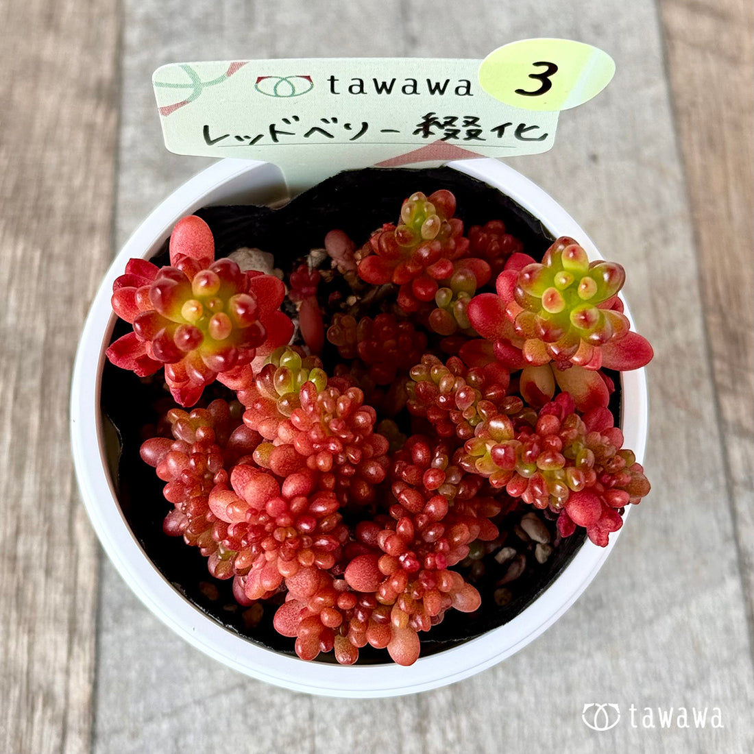 レッドベリー綴化 【tawawaハウス苗】③