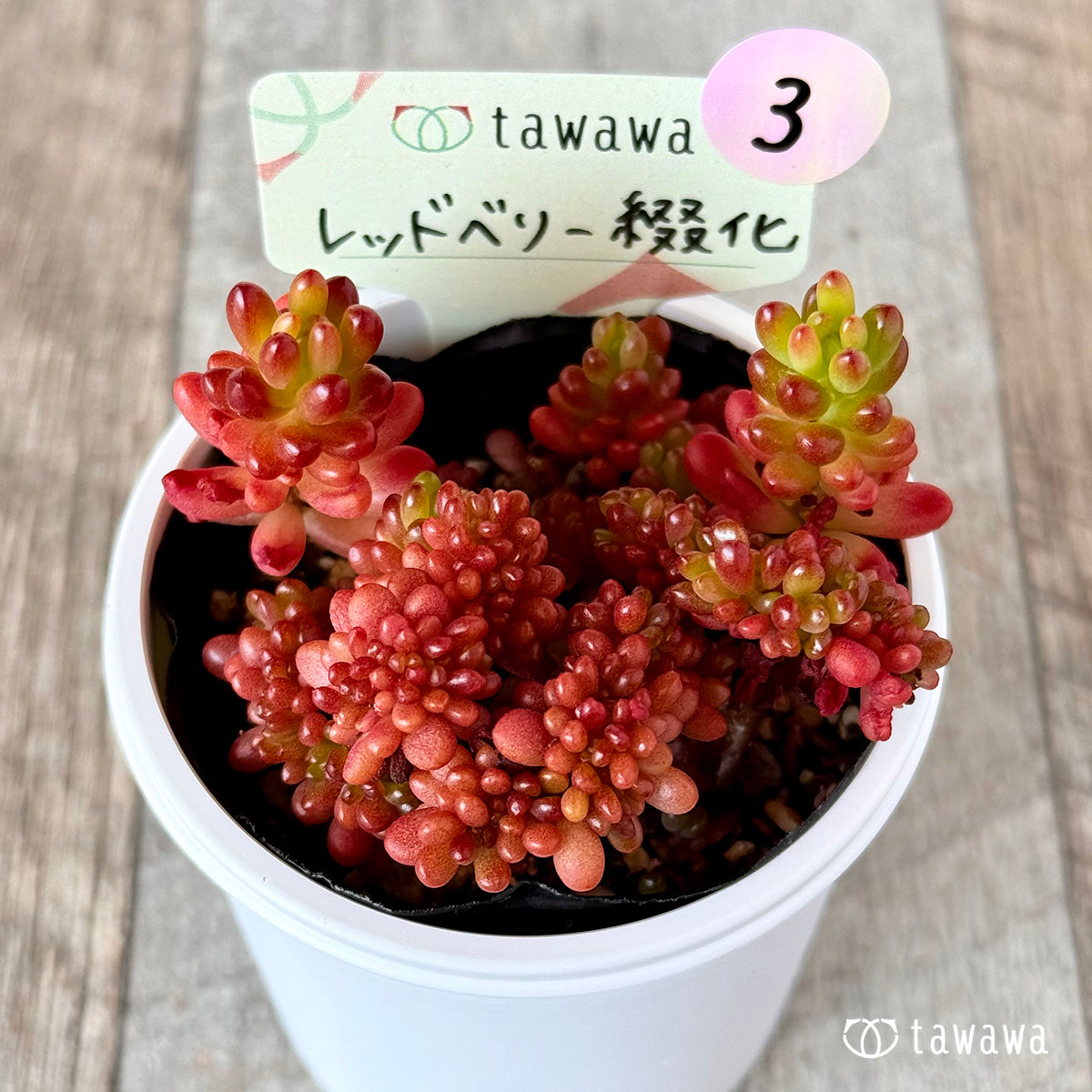 レッドベリー綴化 【tawawaハウス苗】③