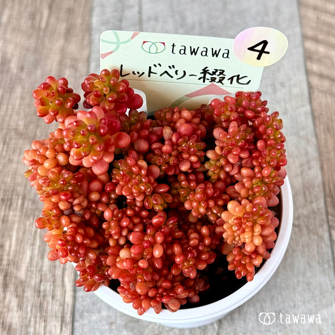 レッドベリー綴化 【tawawaハウス苗】④