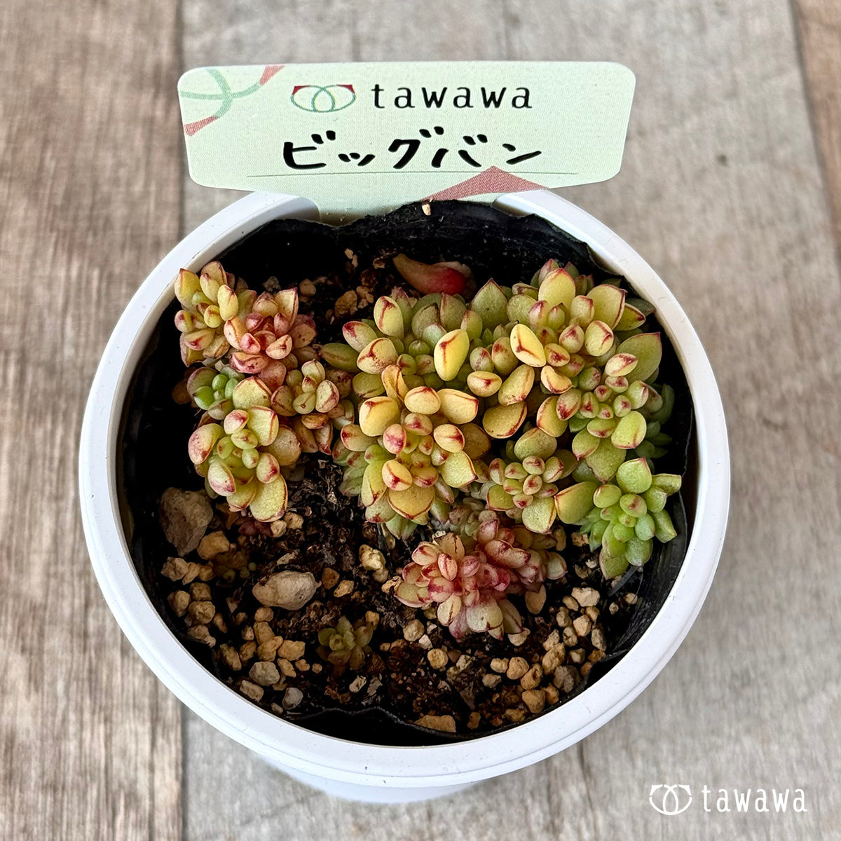 ビッグバン 【tawawaハウス苗】