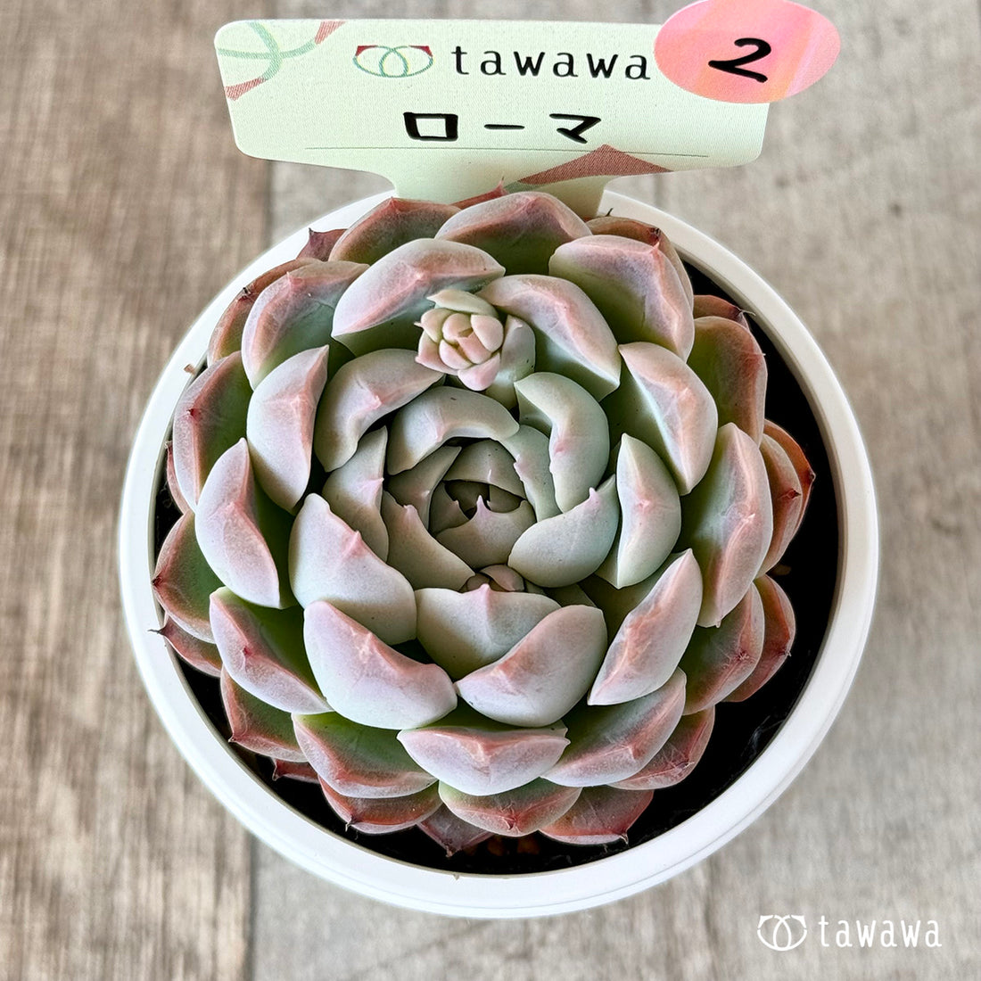 ローマ 【tawawaハウス苗】②