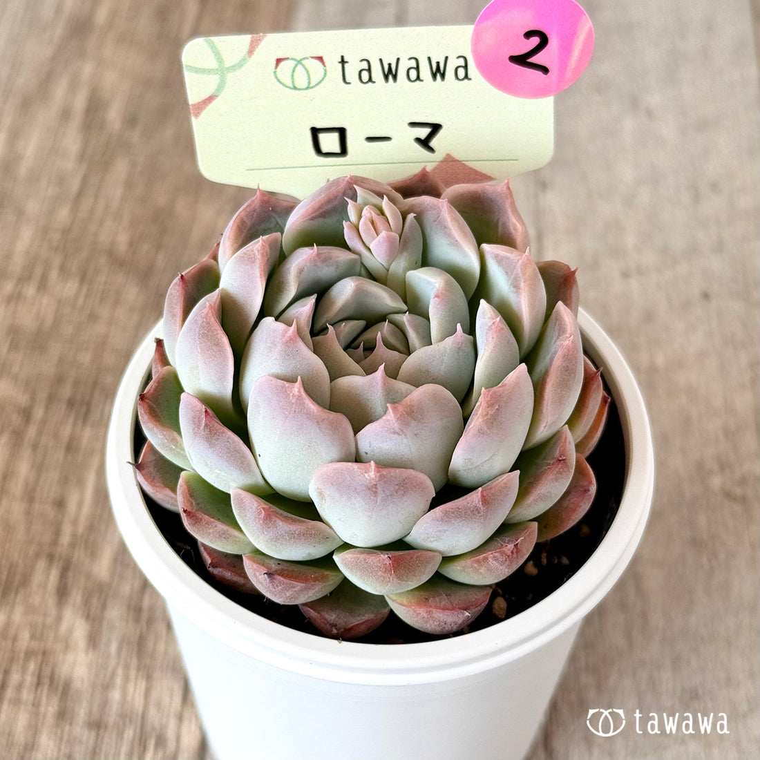 ローマ 【tawawaハウス苗】②