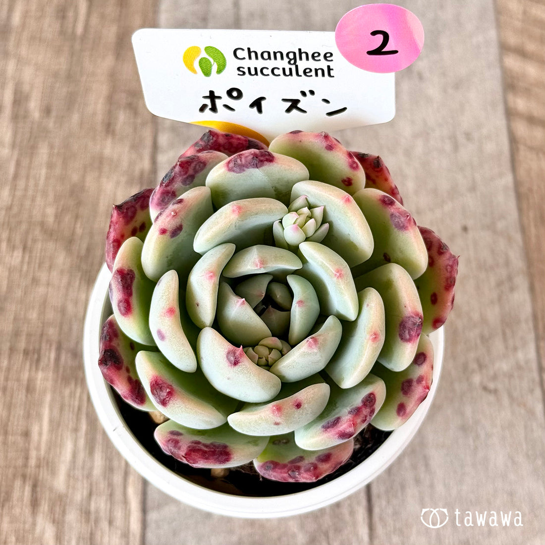 ポイズン 【tawawaハウス苗】②