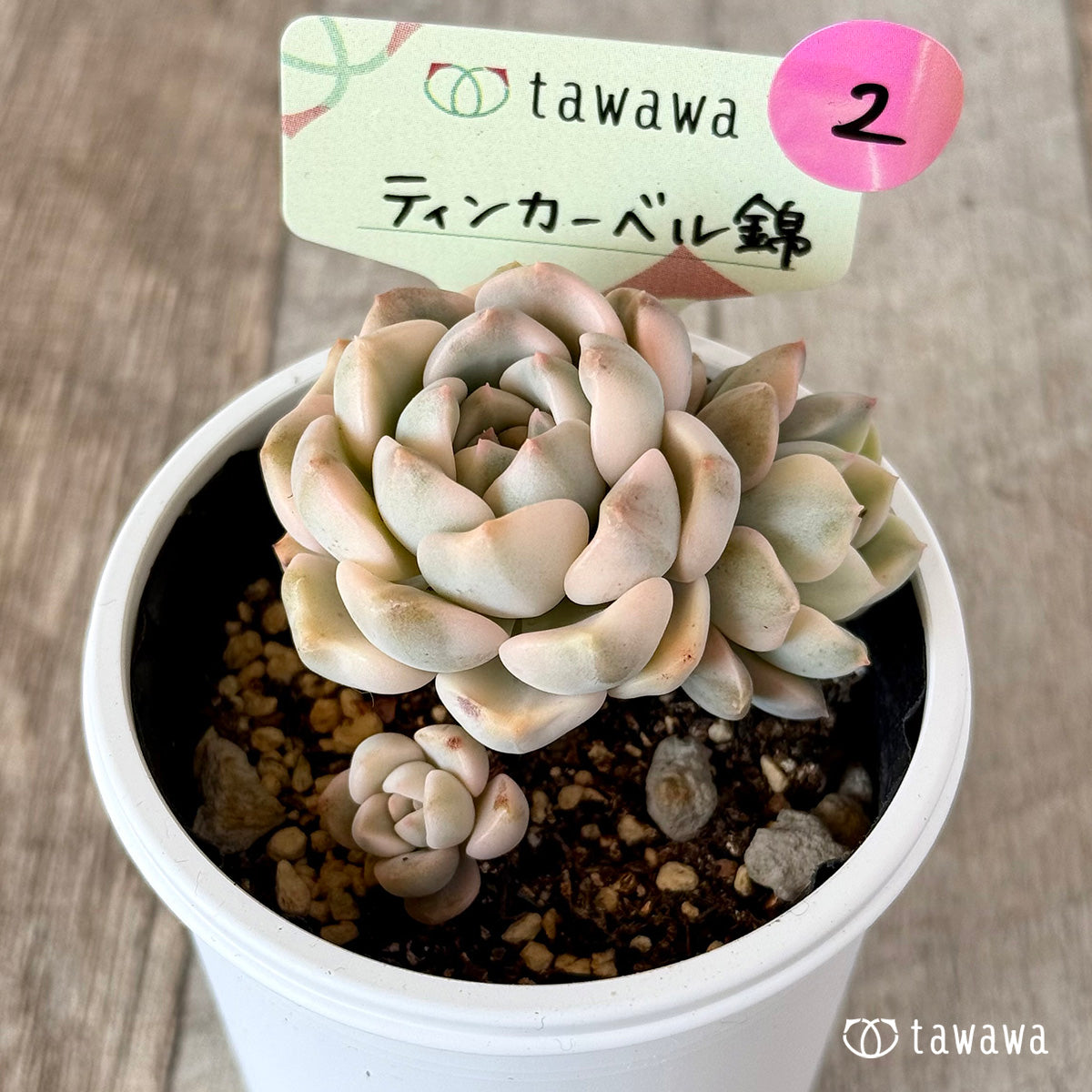 ティンカーベル錦 【tawawaハウス苗】②