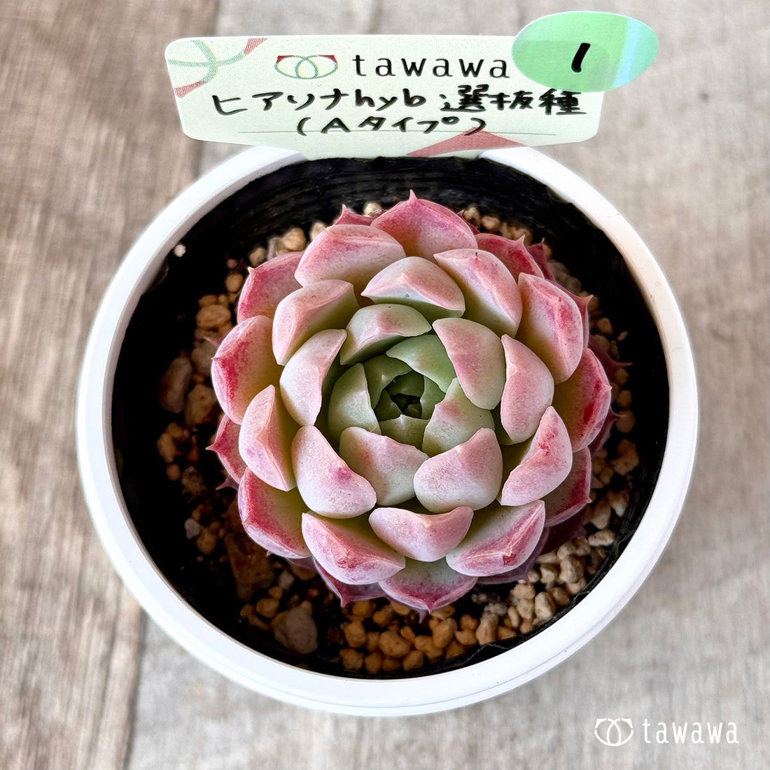 ヒアリナhyb選抜種(Aタイプ) 【tawawaハウス苗】①