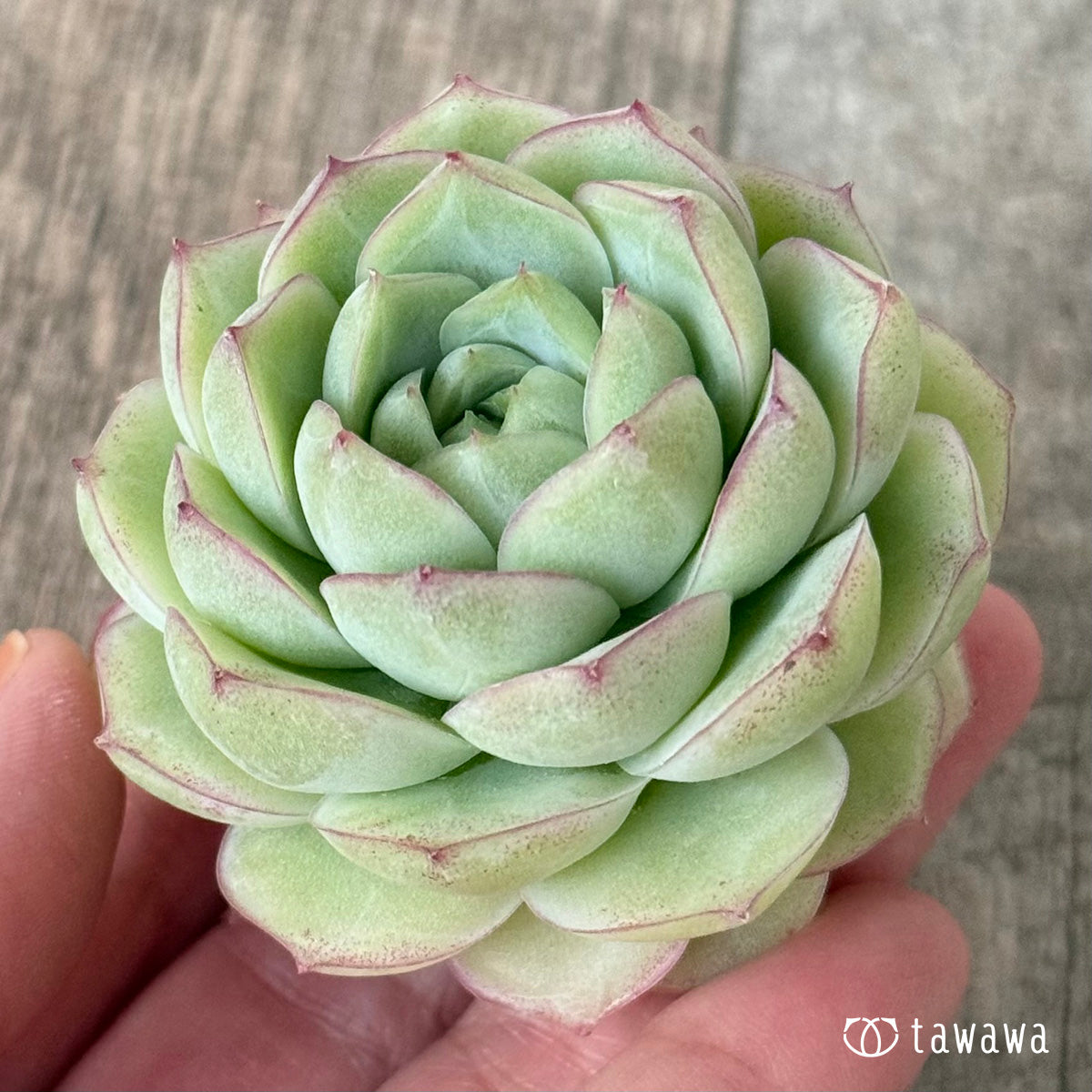 퀸즈 로즈
