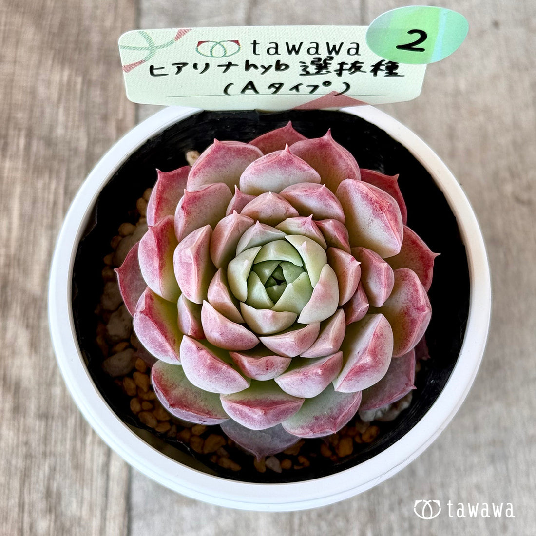 ヒアリナhyb選抜種(Aタイプ) 【tawawaハウス苗】②