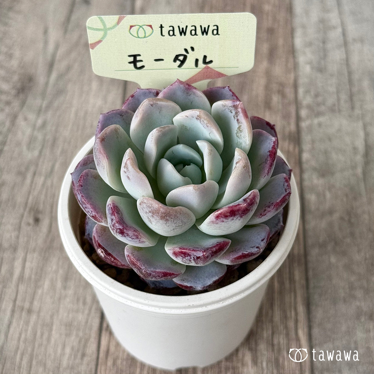 【4/22発売】モーダル